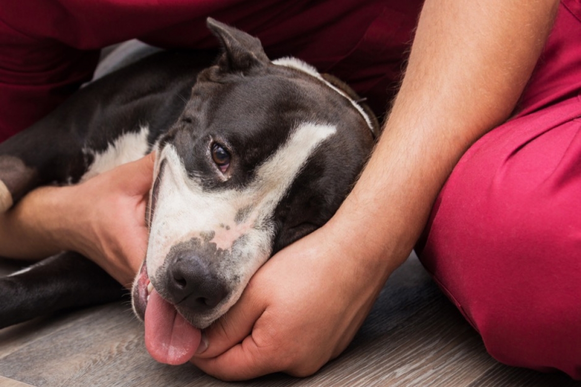 Ipoglicemia nel cane e nel gatto, sintomi e cause